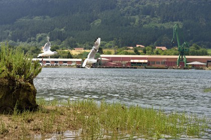 Espagne, Pays basque espagnol, Biscaye, région de Gernika-Lumo, Réserve de biosphère d'Urdaibai, remontée en kayak de l'estuaire du fleuve Oka, Mouette rieuse (Chroicocephalus ridibundus)