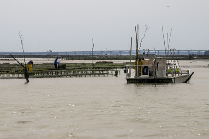 France, Charente-Maritime (17), Ile d'Oléron, Dolus-d’Oléron, entretien des parcs à huitres du bassin de Marennes-Oléron dans le Pertuis d'Antioche à marée basse
