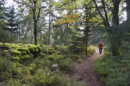 France, Haut Rhin, Thannenkirch, hiking in the Taennchel massif, along the so-called pagan wall and probably dating from medieval times