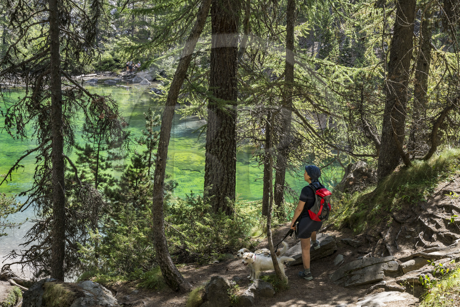 France, Hautes Alpes, Nevache, the Vallée Etroite (Narrow Valley) on the Italian border, hiker with her dogs at Green Lake (alt. 1834 m)