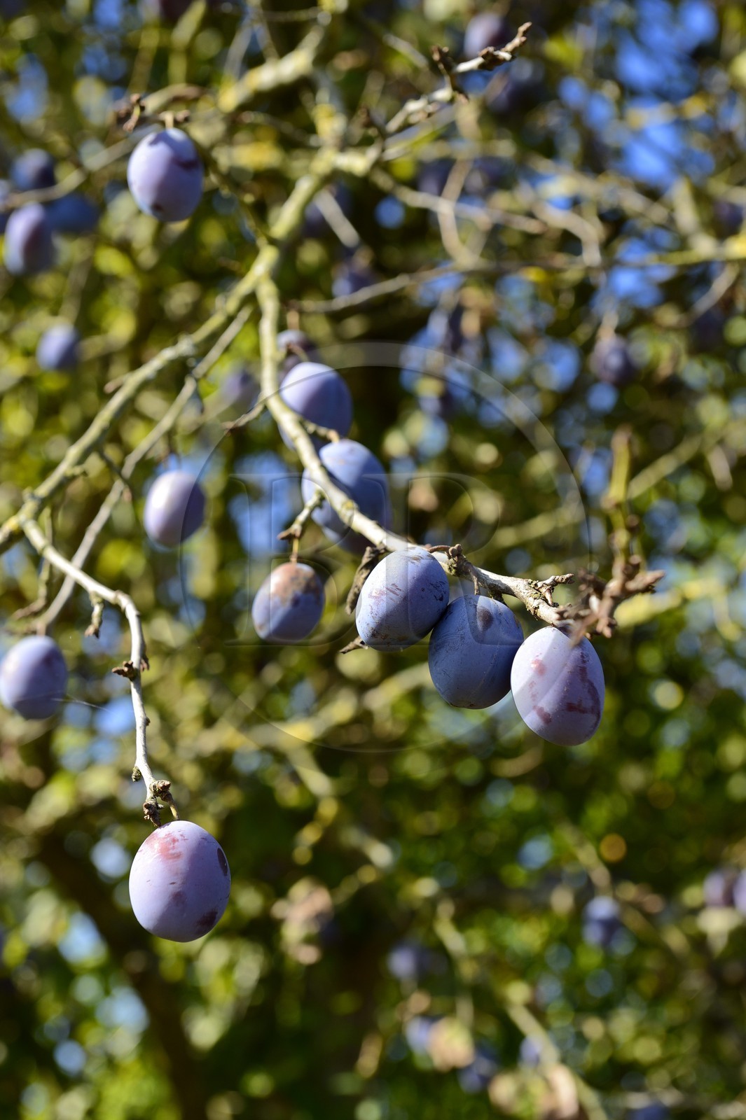France, Moselle (57), Rodemack, labellisé Les Plus Beaux Villages de France, quetsche