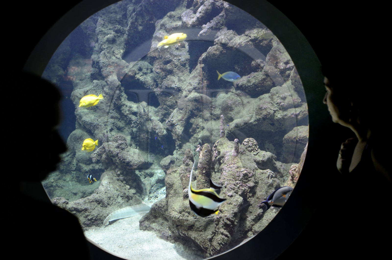 France, Finistère (29), Brest, Océanopolis