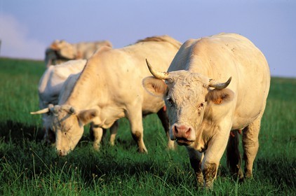 France, Hautes Pyrenees, charolais cows in a meadow of Mauvezin village