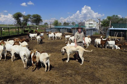 Namibie, Otjiwarongo, le Livestock Guarding Dog Program (programme chien de garde du bétail) du Cheetah Conservation Fund a été très efficace pour réduire les taux de prédation et ainsi aussi l'inclinaison des agriculteurs à piéger ou tirer sur des guépards, le fermier Paul Visser avec son chien Berger d'Anatolie entouré de ses chèvres