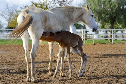 Spain, Andalusia, Seville Province, Utrera, the Ayala stud farm (Yeguada Ayala), Andalusian horse also known as the Pure Spanish Horse or PRE (Pura Raza Espanola), foal suckling his mother