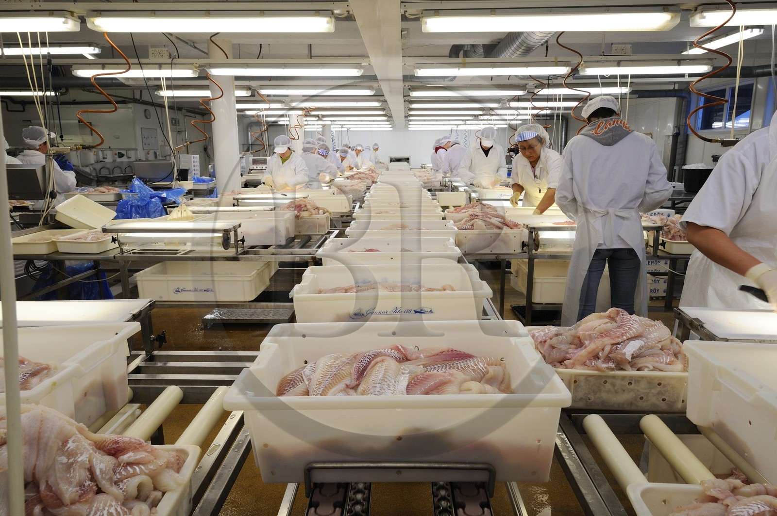 Norvège, Nordland, iles des Westeralen, village de Myre, usine de transformation du cabillaud skrei en filet