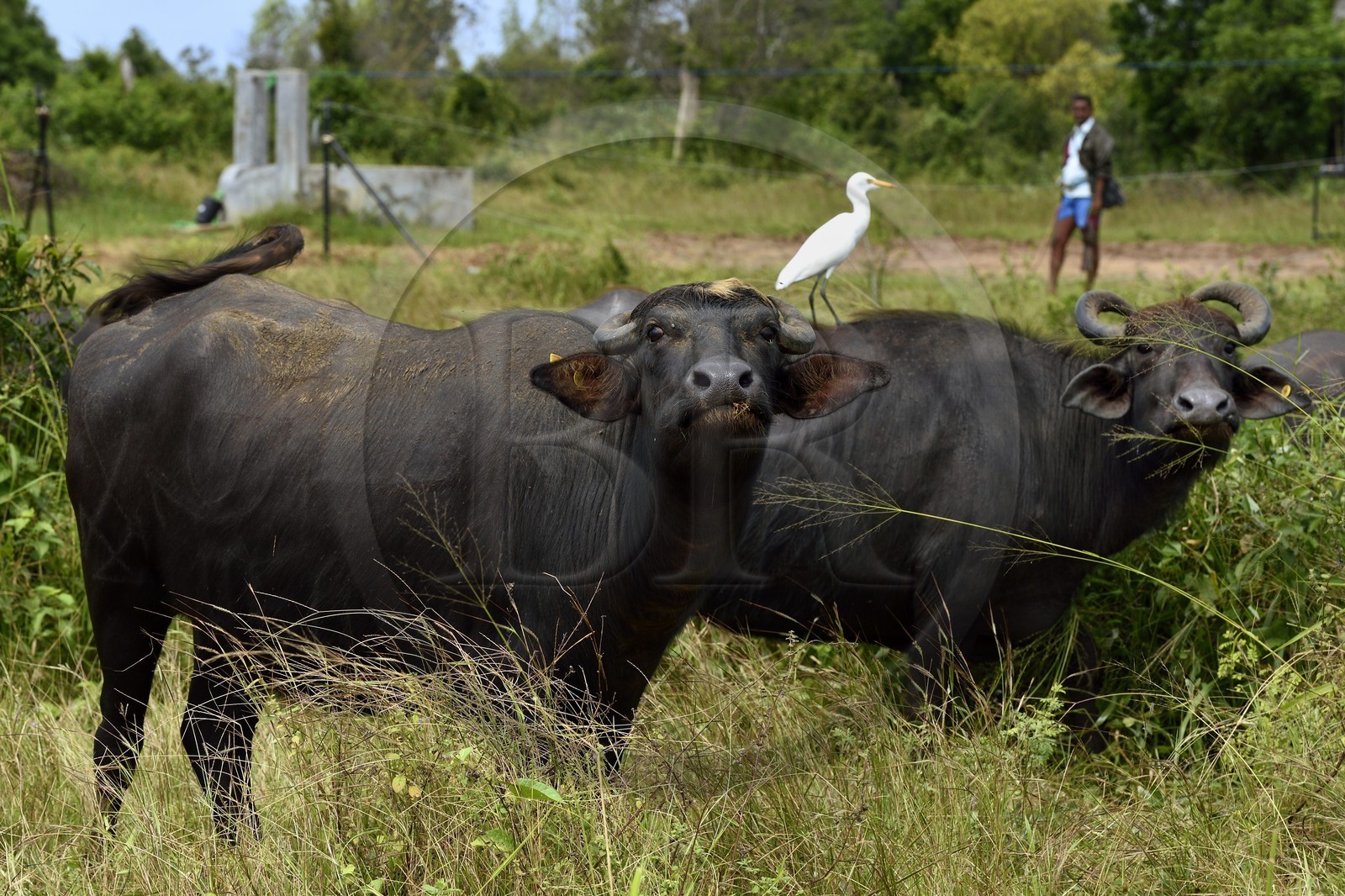 Sri Lanka, province de l'Est, région de Trincomalee, buffle