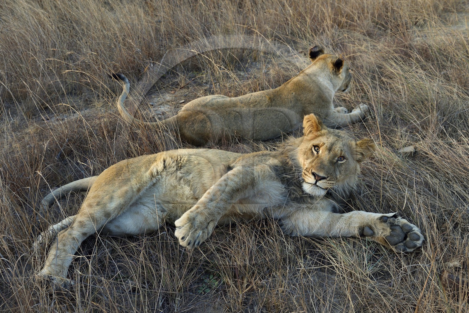 Zimbabwe, province des Midlands, Gweru, Antelope Park qui abrite ALERT (African Lion and Environmental Research Trust), jeune lion et lionne (panthera leo)