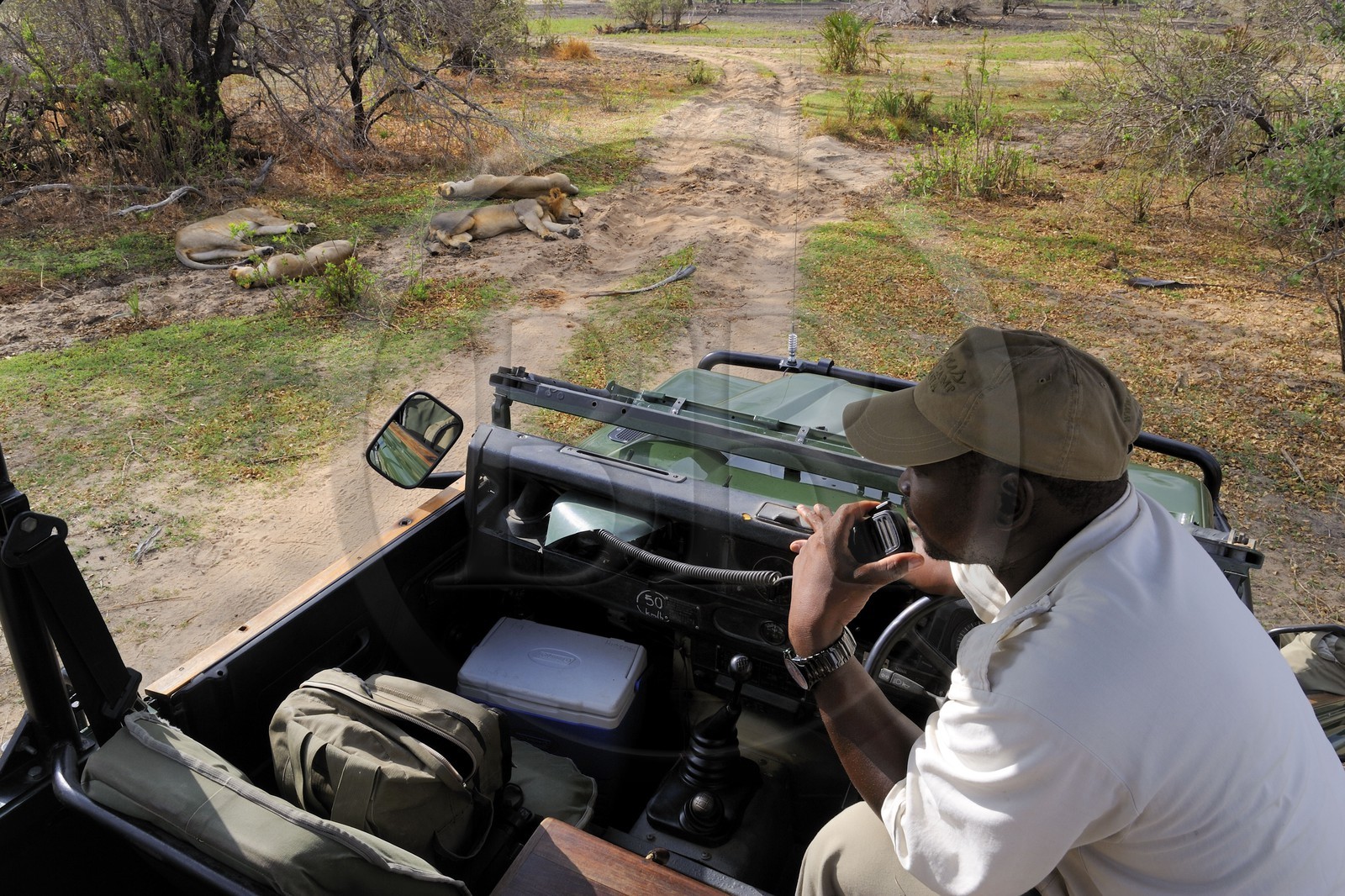 Tanzanie, Reserve de gibier de Selous une des plus grandes zones protégées au monde et inscrite sur la liste du patrimoine mondial de l’Unesco depuis 1982, le rangers du Selous Camp Mohamed Muhunyunja observe une famille de lions (Panthera leo) depuis le 4x4