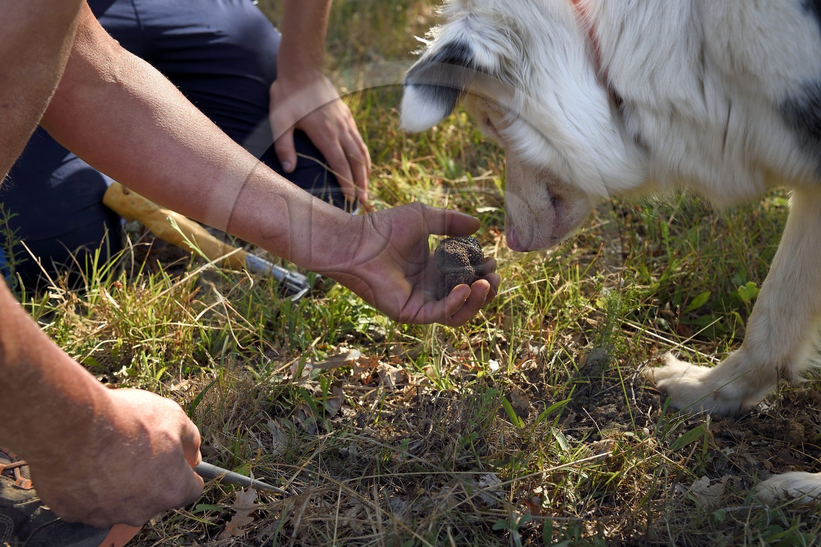 France, Var (83), Provence Verte, Bras, domaine de la maison d'hotes Le Peyrourier, la chienne truffière Fanny a trouvé une truffe