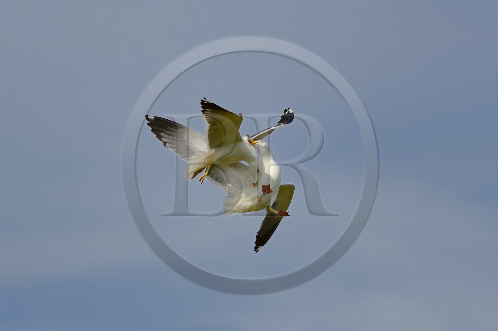 France, Finistère (29), La Foret Fouesnant, archipel des Glénan, Ile de Penfret, combat de goélands