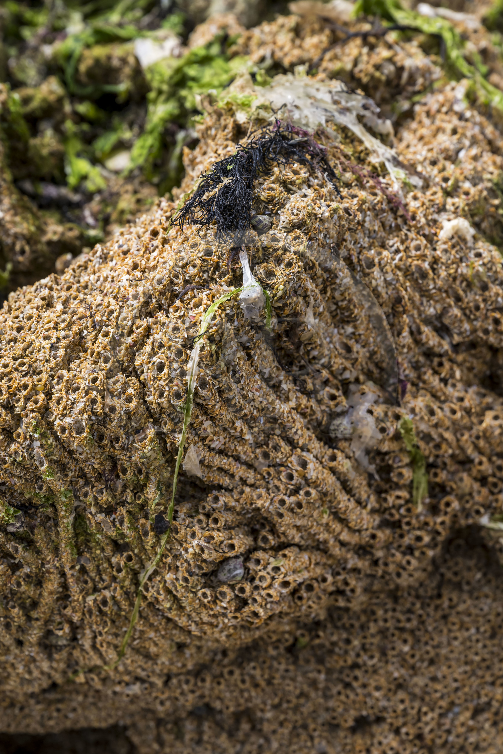 France, Charente-Maritime (17), Ile d'Oléron, Saint-Georges-d'Oléron, sur l’estran de la plage des Sables Vignier à marée basse, biostructure batie par les vers marins hermelles (Sabellaria alveola), ils réalisent des tubes en collant grains de sable et fragments de coquillage