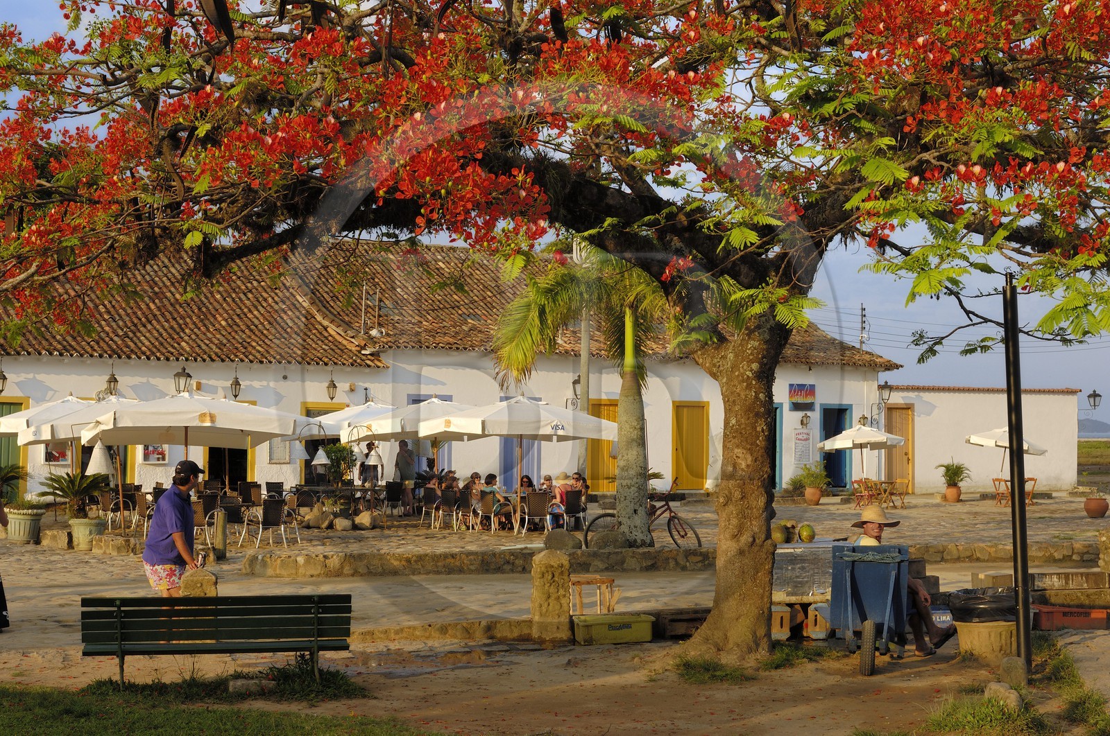 Brazil, Rio de Janeiro State, Paraty, colonial town founded in 1667 to export gold to Europe, Peacock Flower tree (Caesalpinia pulcherrima) along the small harbor (Gold Route, Estrada Real)