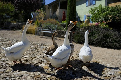 France, Var, Provence Verte (Green Provence), Bras village next to Saint Maximin, Le Peyrourier Bed & Breakfast, une campagne en Provence, snow geese