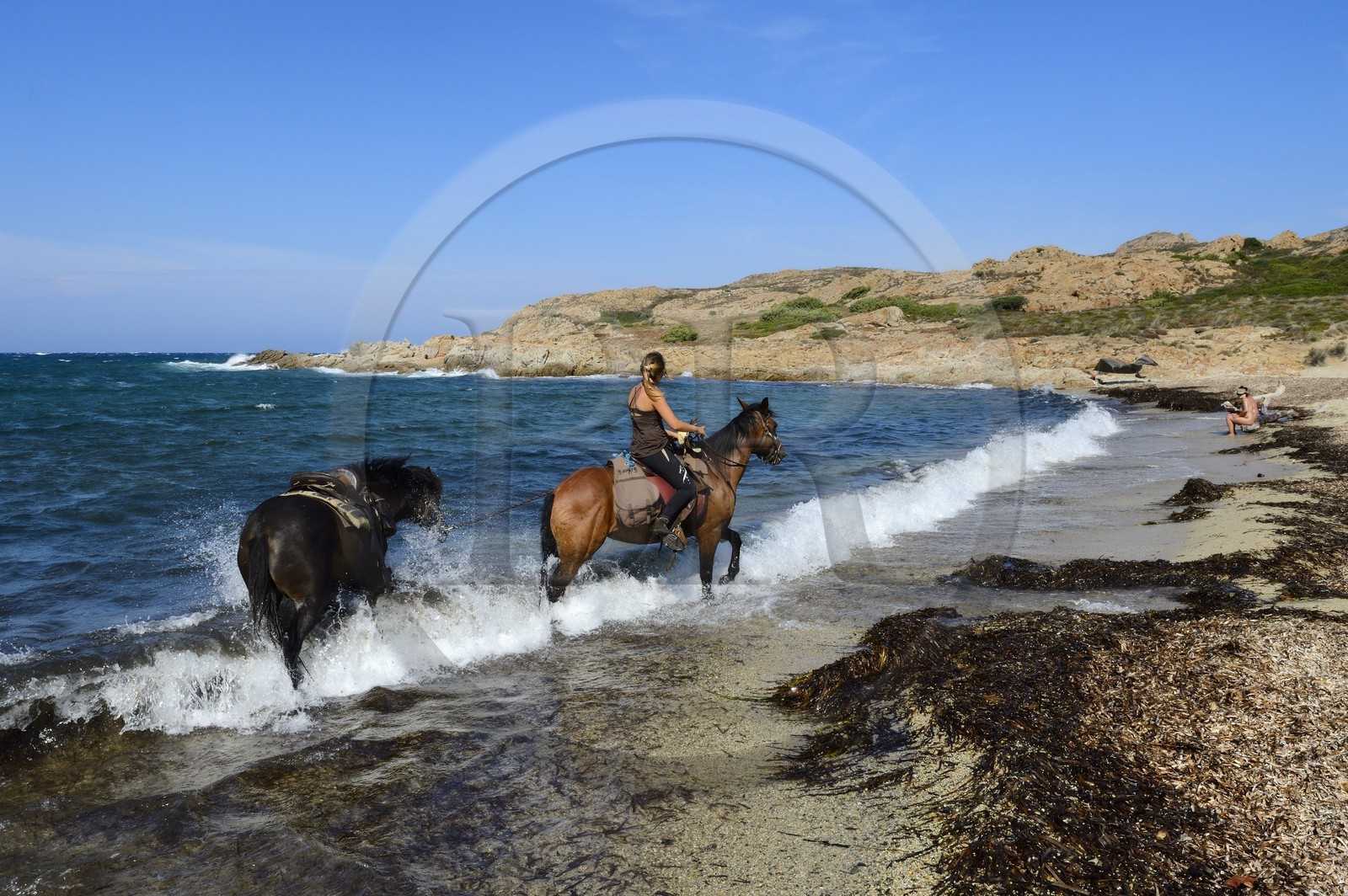 France, Haute-Corse (2B), Nebbio, désert des Agriates, Anse de Peraiola, cavalière sur la plage d'Ostriconi