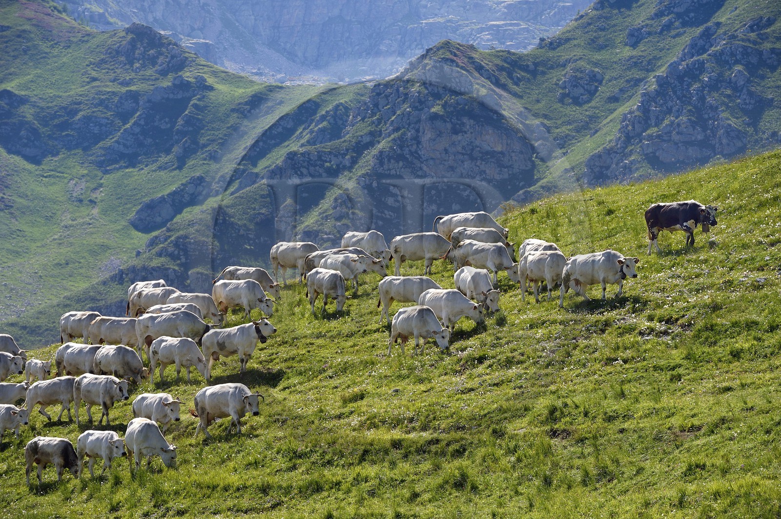 France, Alpes-Maritimes, Roya Valley (Nice hinterland), at the foot of the Mercantour National Park, Piedmonteese cow herd in alpine pasture at the col (pass) de Tende