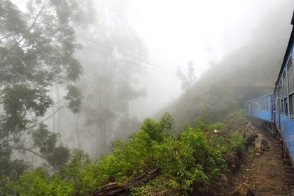 Sri Lanka, Province d'Uva, trajet en train dans la région montagneuse de la culture du thé entre Hatton et Badulla, en bordure de la forêt de nuages du parc national de Horton Plains