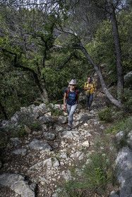 France, Vaucluse, Dentelles de Montmirail mountains, Crestet, hikers on the GR 4 crossing a holm oak forest