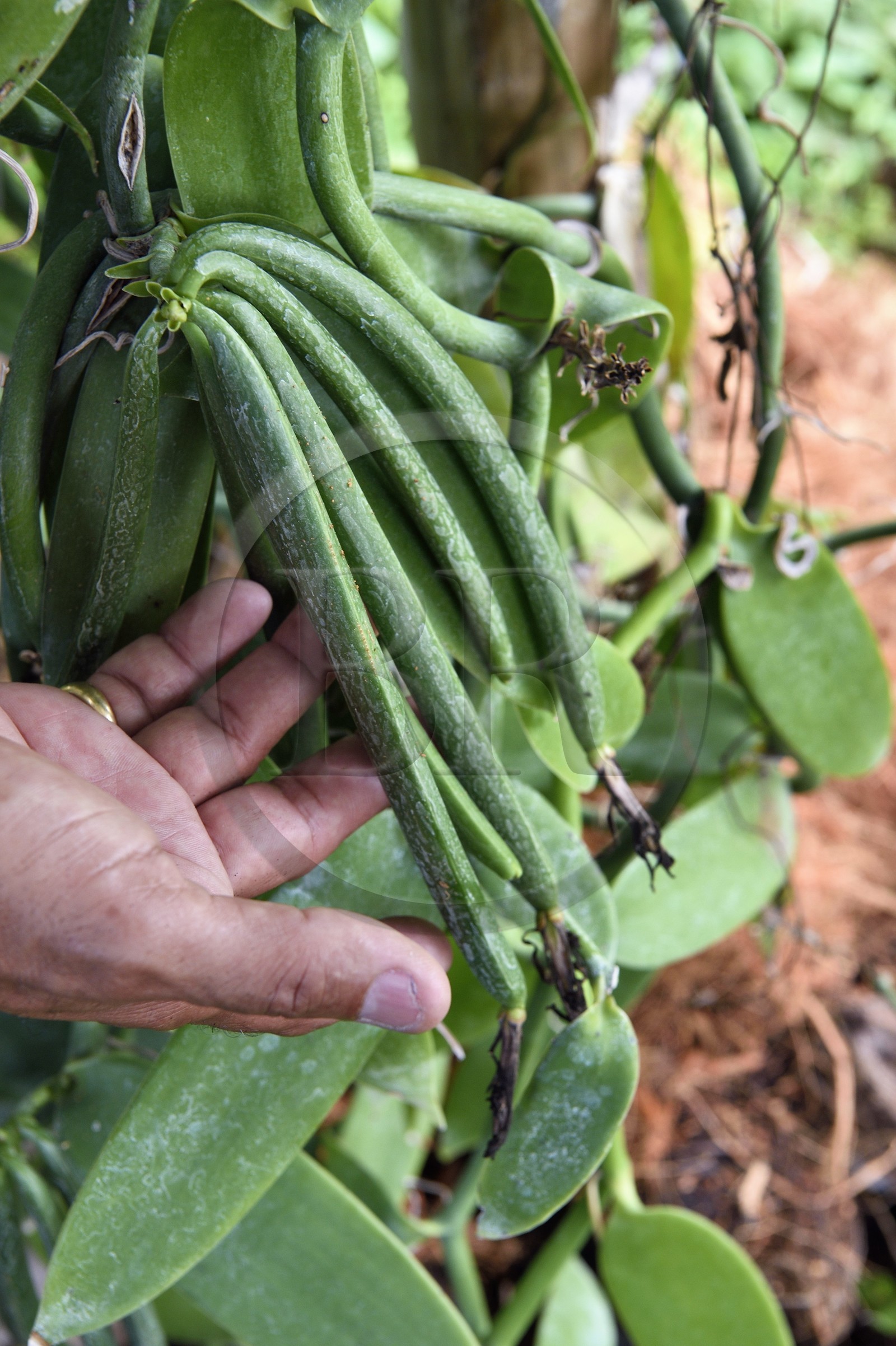 France, Ile de la Reunion, Saint-Louis, Domaine de Bellevue, producteur de vanille Planifolia biologique issues d'orchidées cultivées sous des panneaux photovoltaïques, gousses de vanille fécondées il y a 4 mois