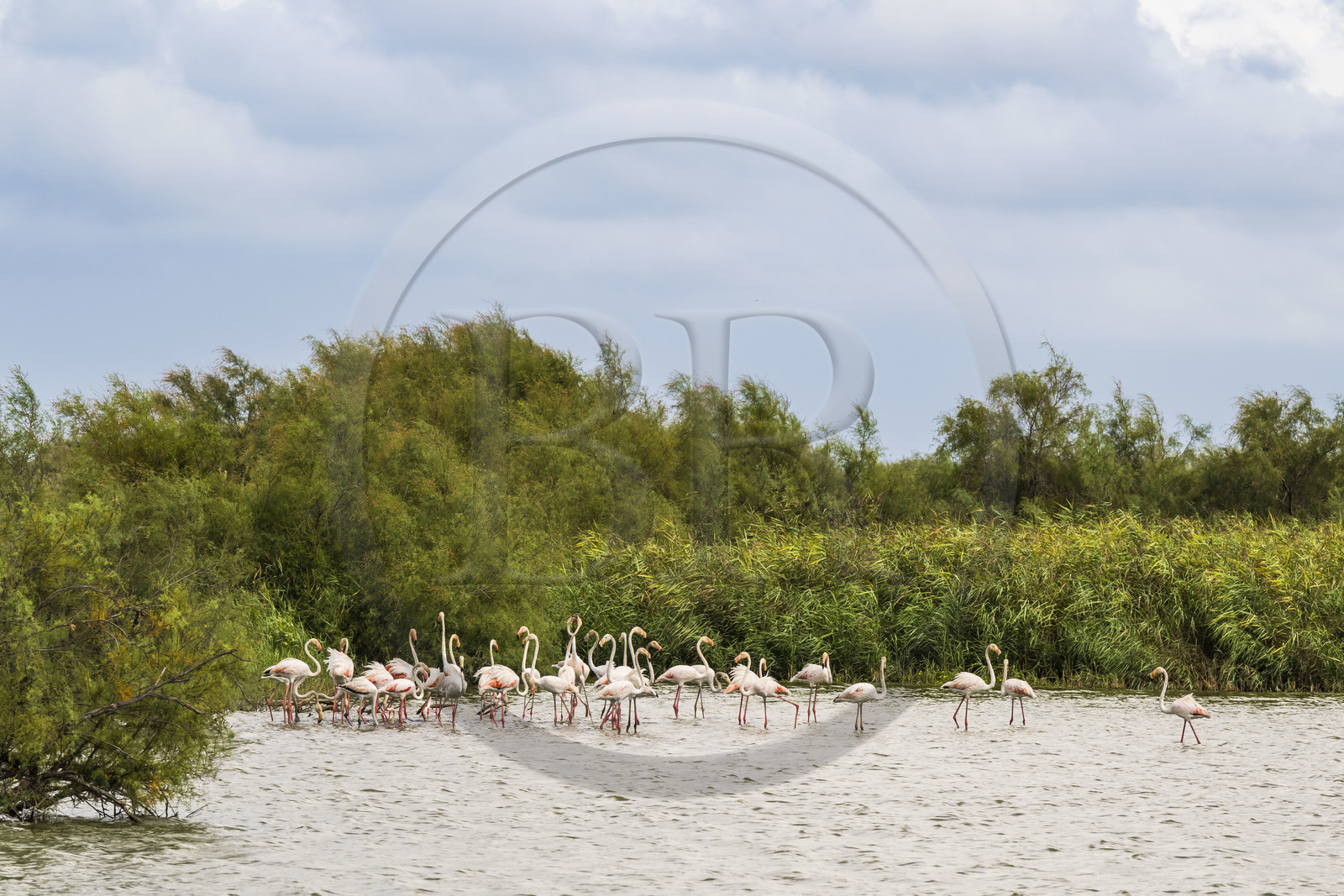 France, Gard (30), Vauvert, la Petite Camargue, réserve naturelle régionale du Scamandre, flamants roses (Phoenicopterus roseus)
