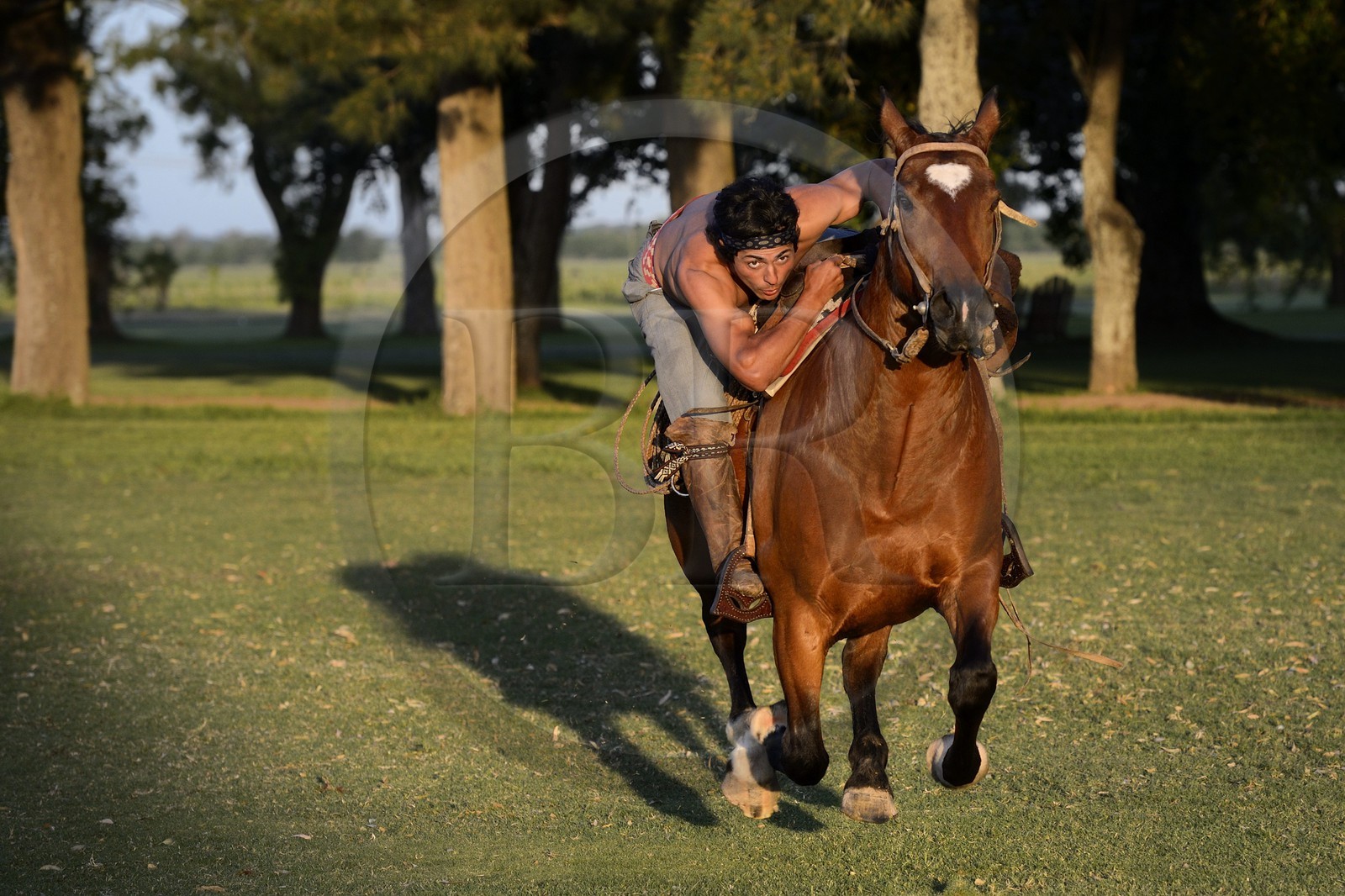 Argentine, province de Buenos Aires, San Antonio de Areco, estancia La Bamba de Areco, demonstration du savoir-faire d'un cavalier amerindien avec son cheval