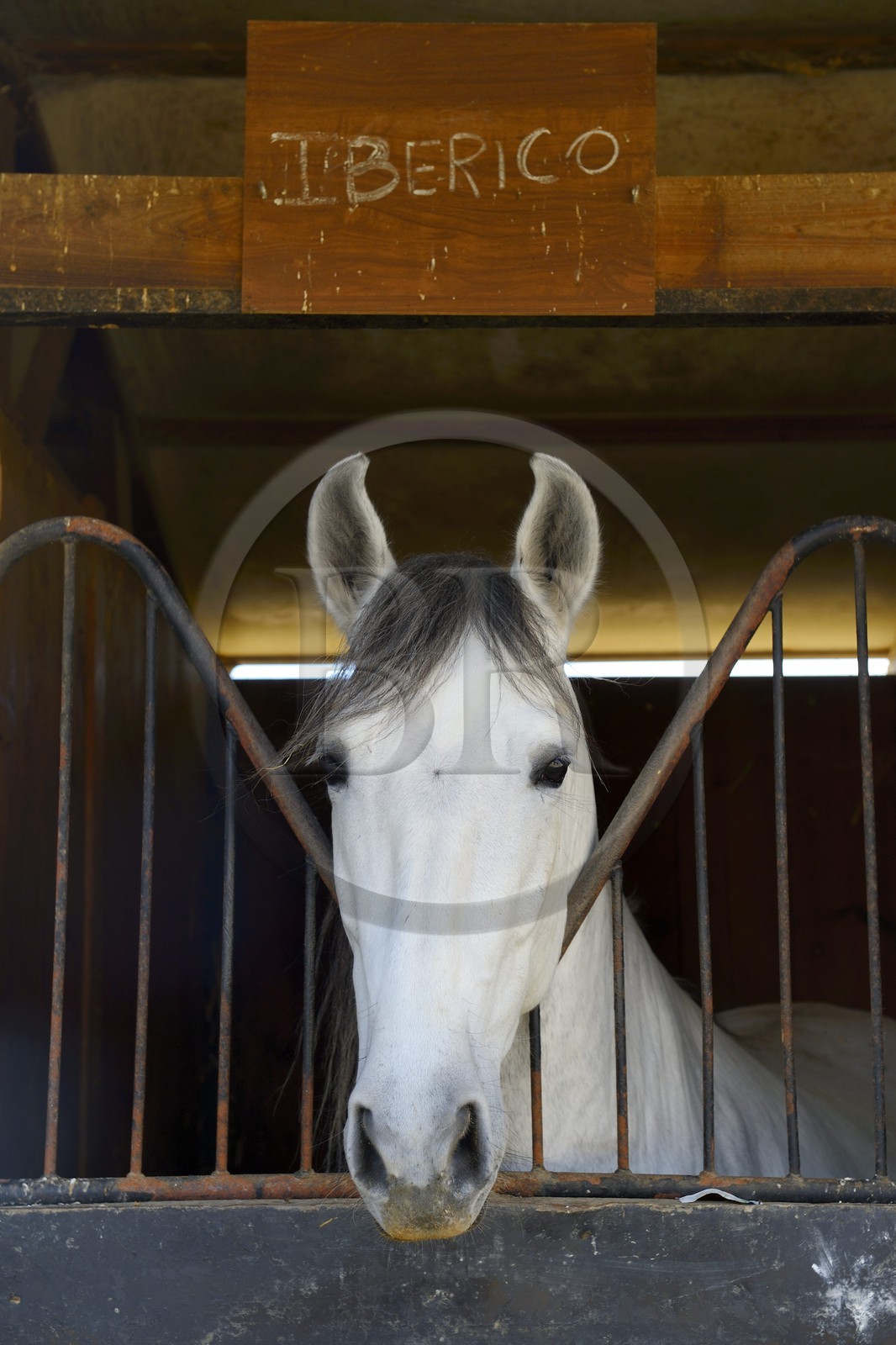 Espagne, Andalousie, province de Séville, Utrera, le haras Ayala (Yeguada Ayala), Pure race espagnole ou PRE (Pura Raza Espanola)