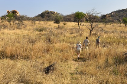 Zimbabwe, province de Matabeleland méridional, Matobo ou Matopos Hills National Park, classé Patrimoine Mondial de l'UNESCO,  safari à pied à la recherche de rhinocéros blanc (Ceratotherium simum)