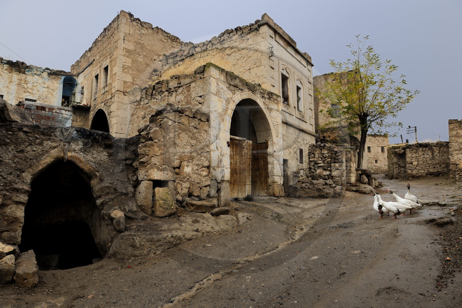 Turkey, Central Anatolia, Aksaray Province, Cappadocia, Dermici (An Anatolian village -Bizim köy: Story of a peasant teacher by Mahmut Makal), geese in a dirt street