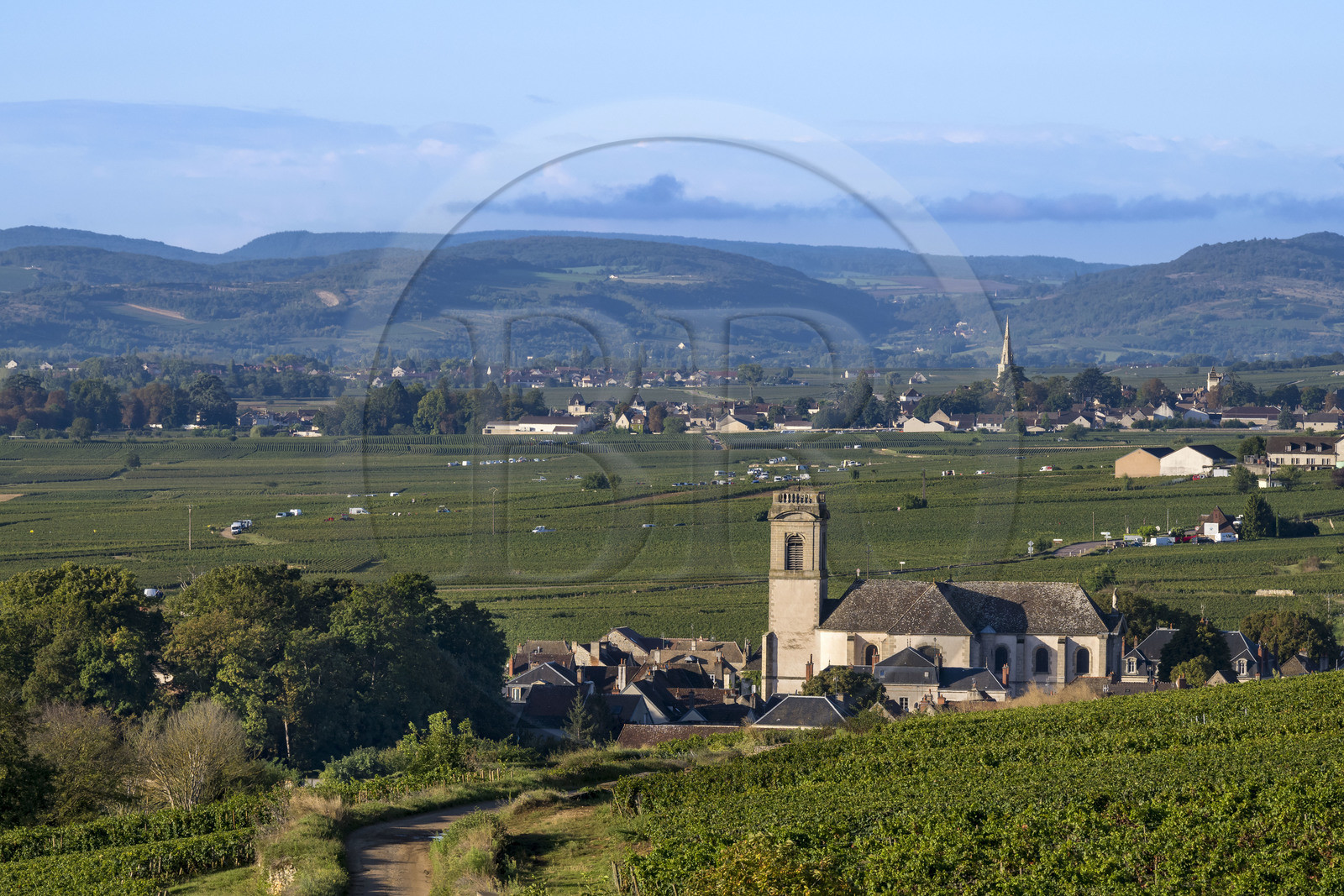 France, Côte-d'Or (21), les climats de Bourgogne classés Patrimoine Mondial de l'UNESCO, Route des Grands Crus, vignoble de la Côte de Beaune, Pommard, vendanges dans les vignes, le village de Meursault en arrière plan