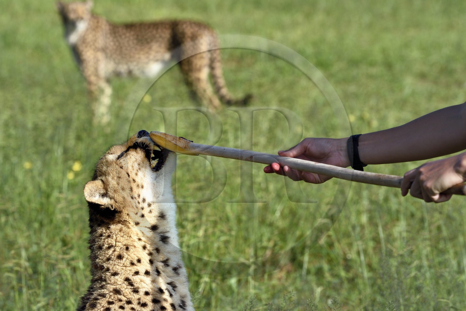 Namibie, Otjiwarongo, Cheetah Conservation Fund, centre de recherche et d'éducation, guépard (Acinonyx jubatus), récompense donnée en échange du leurre que le guépard a chassé, l'exercice a pour but de le garder en forme