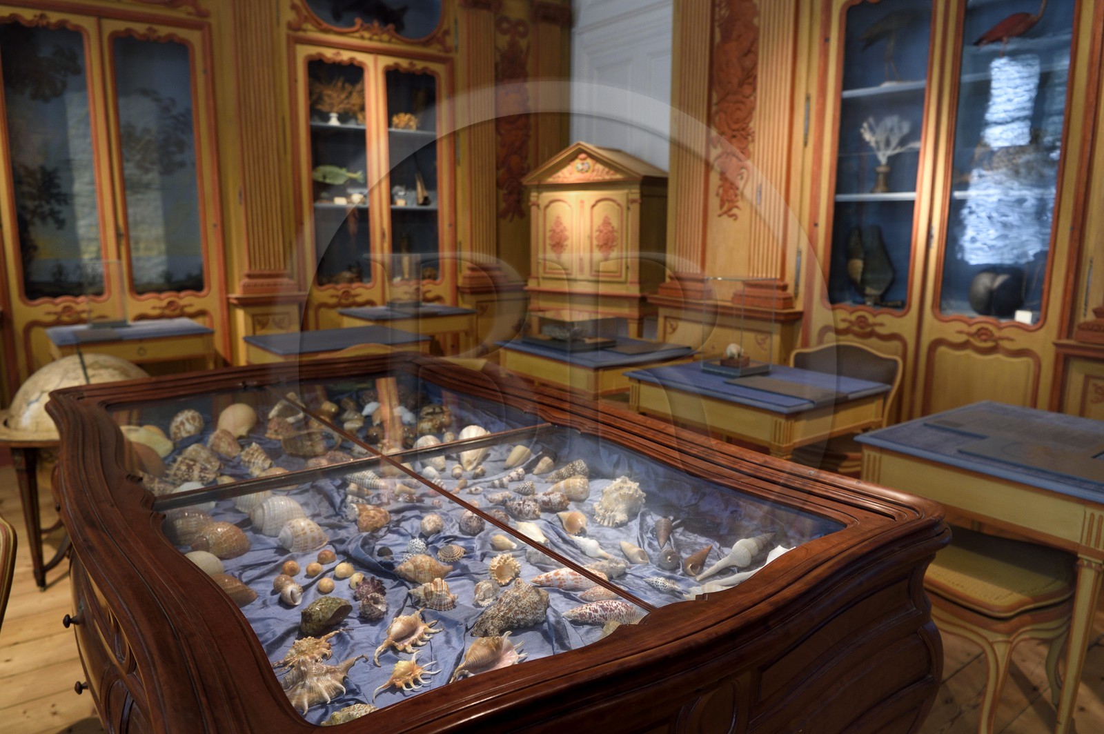 France, Charente-Maritime (17), La Rochelle, le Muséum d'histoire naturelle (muséum Lafaille), cabinet de curiosités du naturaliste Clément Lafaille