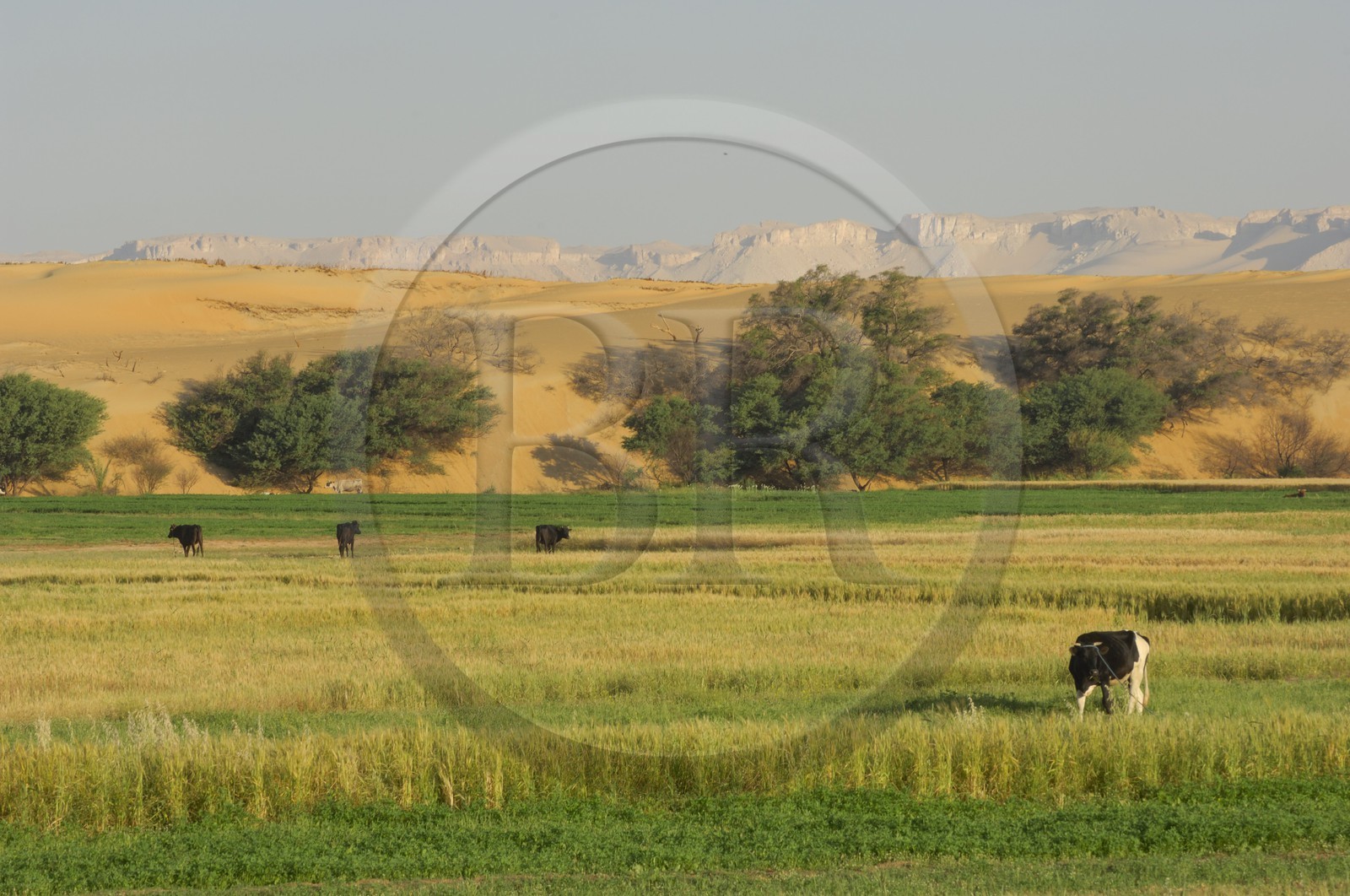 Egypt, Libyan Desert, Dakhla Oasis, town of Balat, field work