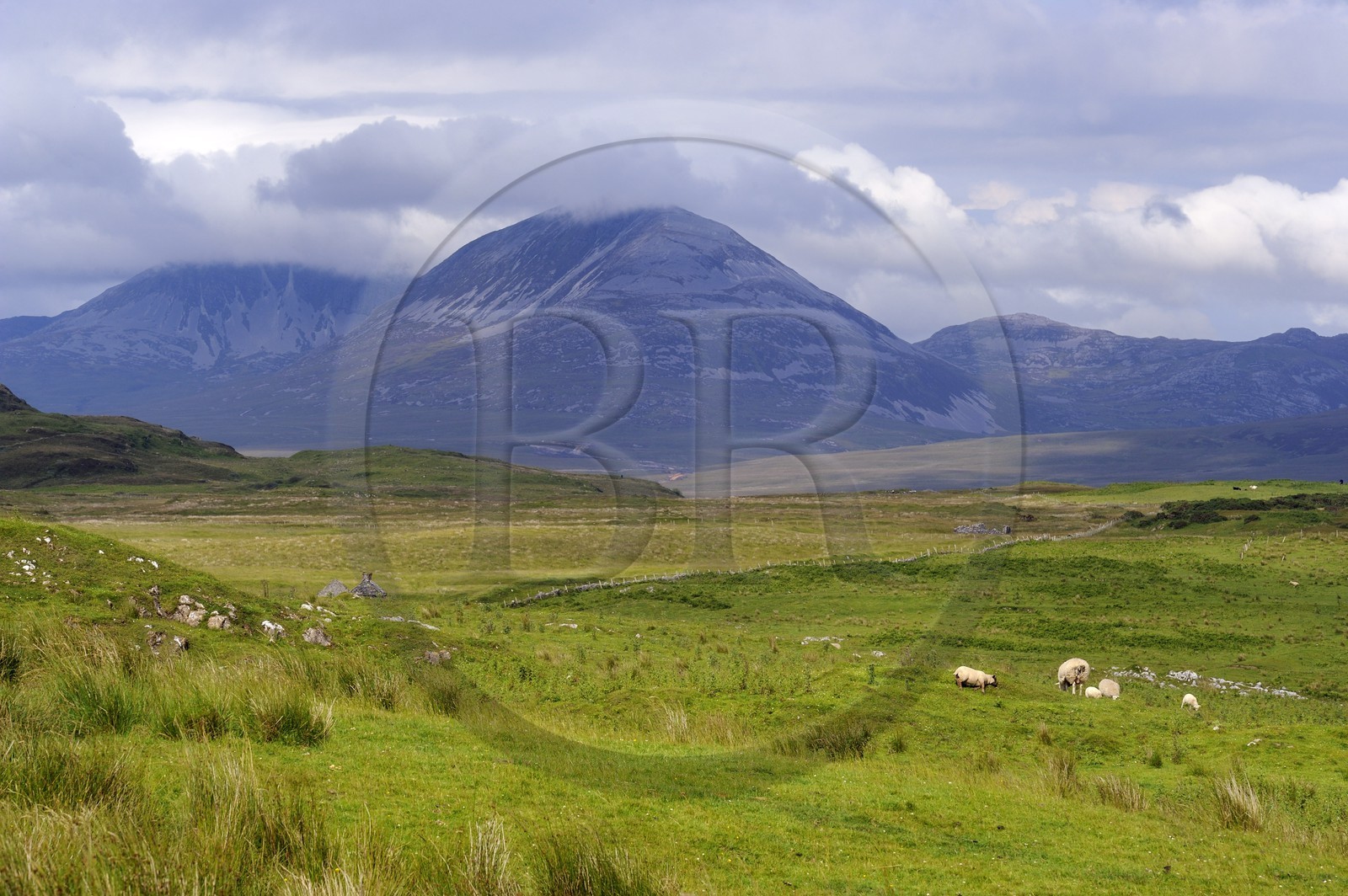 United Kingdom, Scotland, Inner Hebrides, Islay Island, sheep grazing in the meadows of north-east of the island and the mountains of the island of Jura in the background