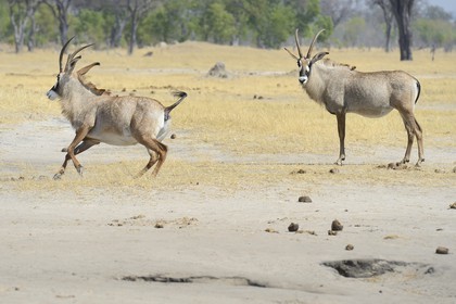 Zimbabwe, province de Matabeleland septentrional, parc national Hwange, antilope rouanne (Hippotragus equinus) ou antilope cheval