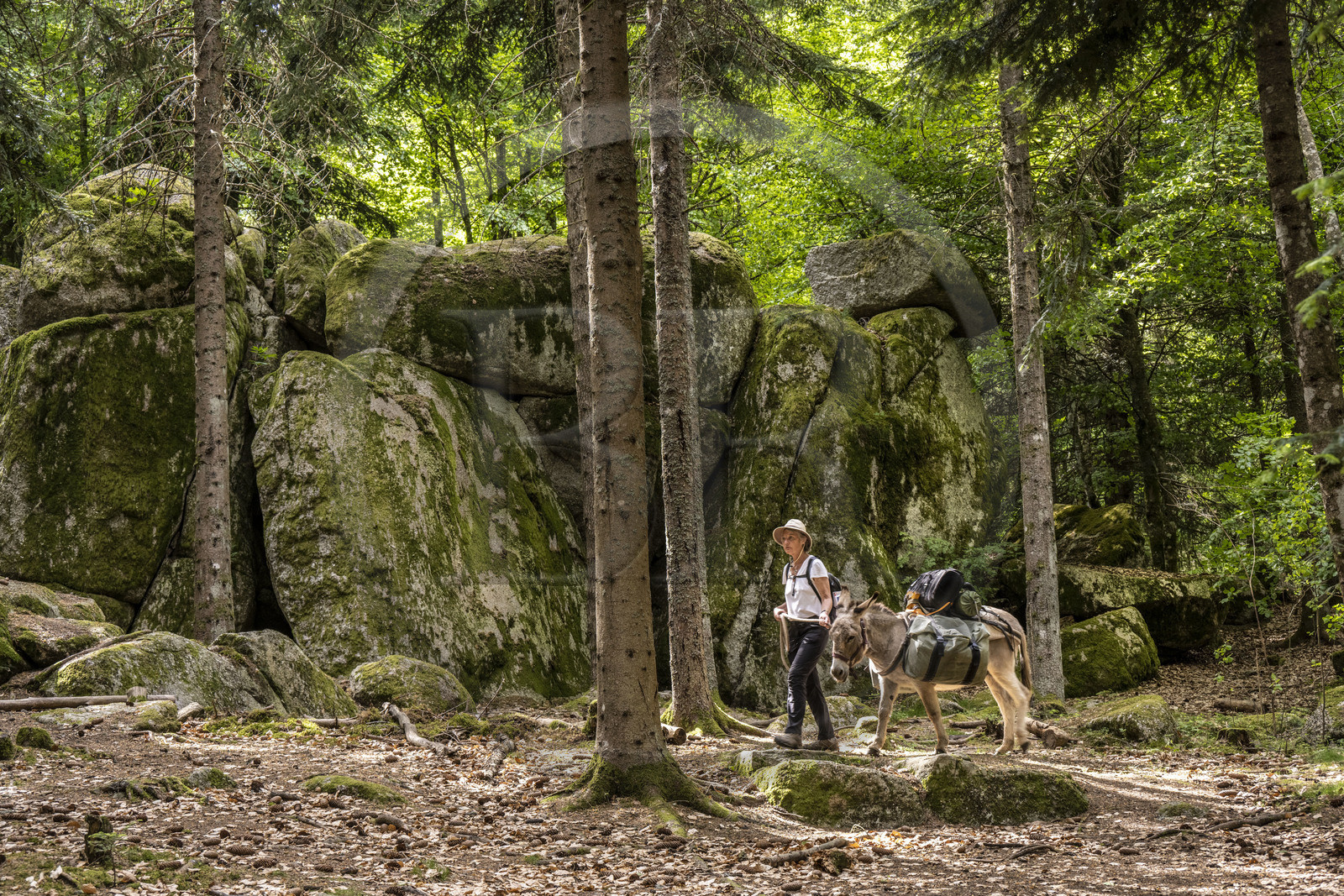 France, Lozère (48), Saint-Flour-de-Mercoire, forêts de la Margeride, randonnée avec un âne sur le chemin de Stevenson (GR 70) et sur le sentier des fades (les fées en occitan)