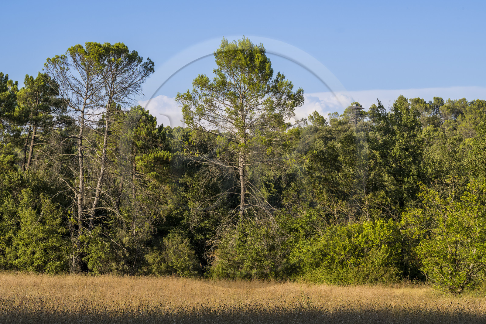 France, Var, Provence Verte (Green Provence), Bras, Academie du Bain de Foret Provencale (Academy of Forest Bathing in Provence), forest of the domaine Le Peyrourier - une campagne en Provence