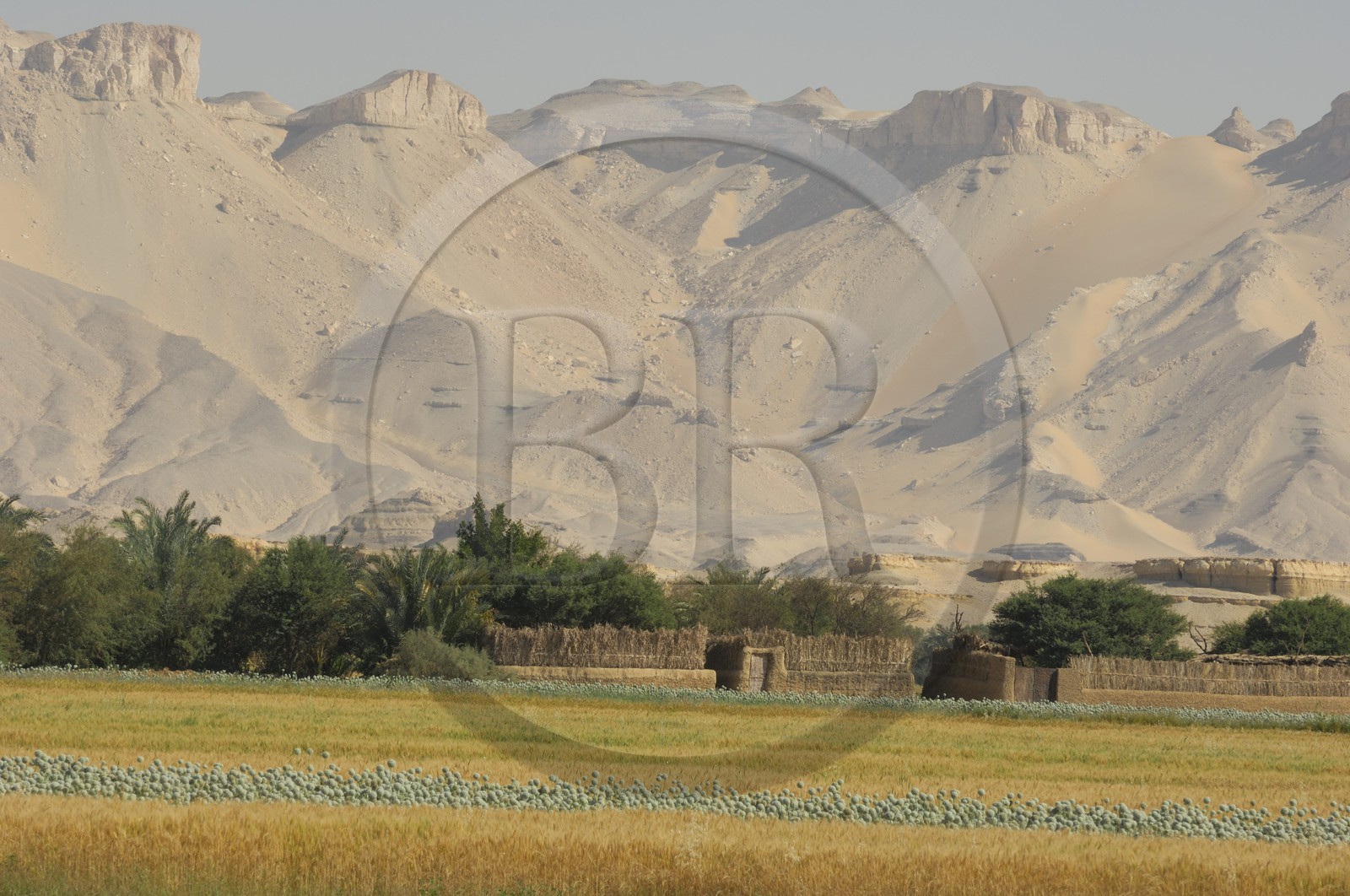 Egypte, désert libyque, oasis de Dakhla, travaux des champs