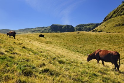 France, Cantal (15), monts du Cantal, Parc Naturel Régional des Volcans d' Auvergne, Puy-Mary, vache de race salers et les Fours de Peyre Arse en arrière plan
