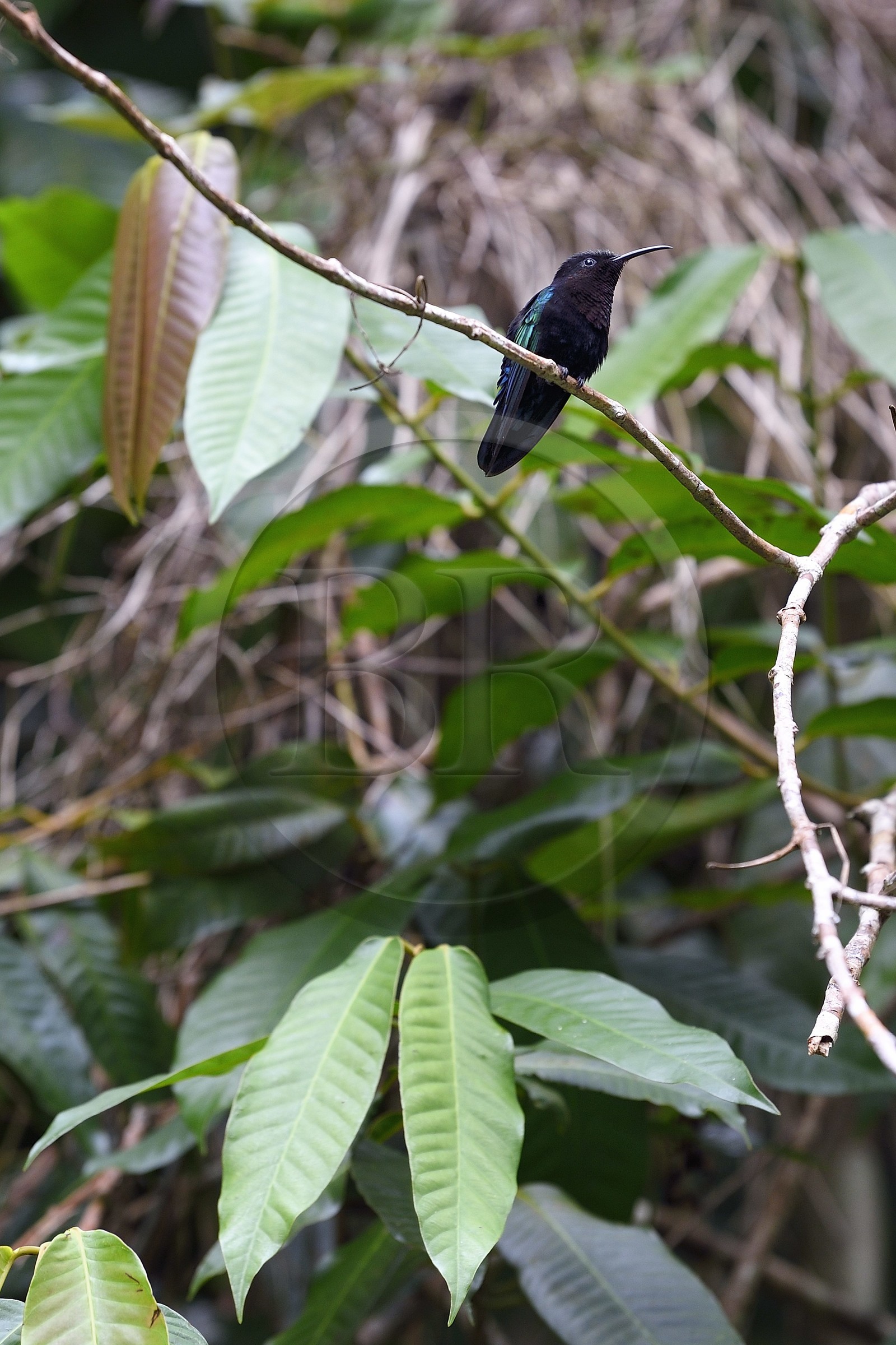 Caraïbes, Ile de la Dominique, Parc national de Morne Diablotin sur le sentier de randonnée Waitukubuli qui traverse l’ile, Colibri madère (Eulampis jugularis)