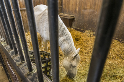 France, Oise, Chantilly, the castle of Chantilly, the Grandes Ecuries, horse museum, the two naves accommodate stalls for the horses
