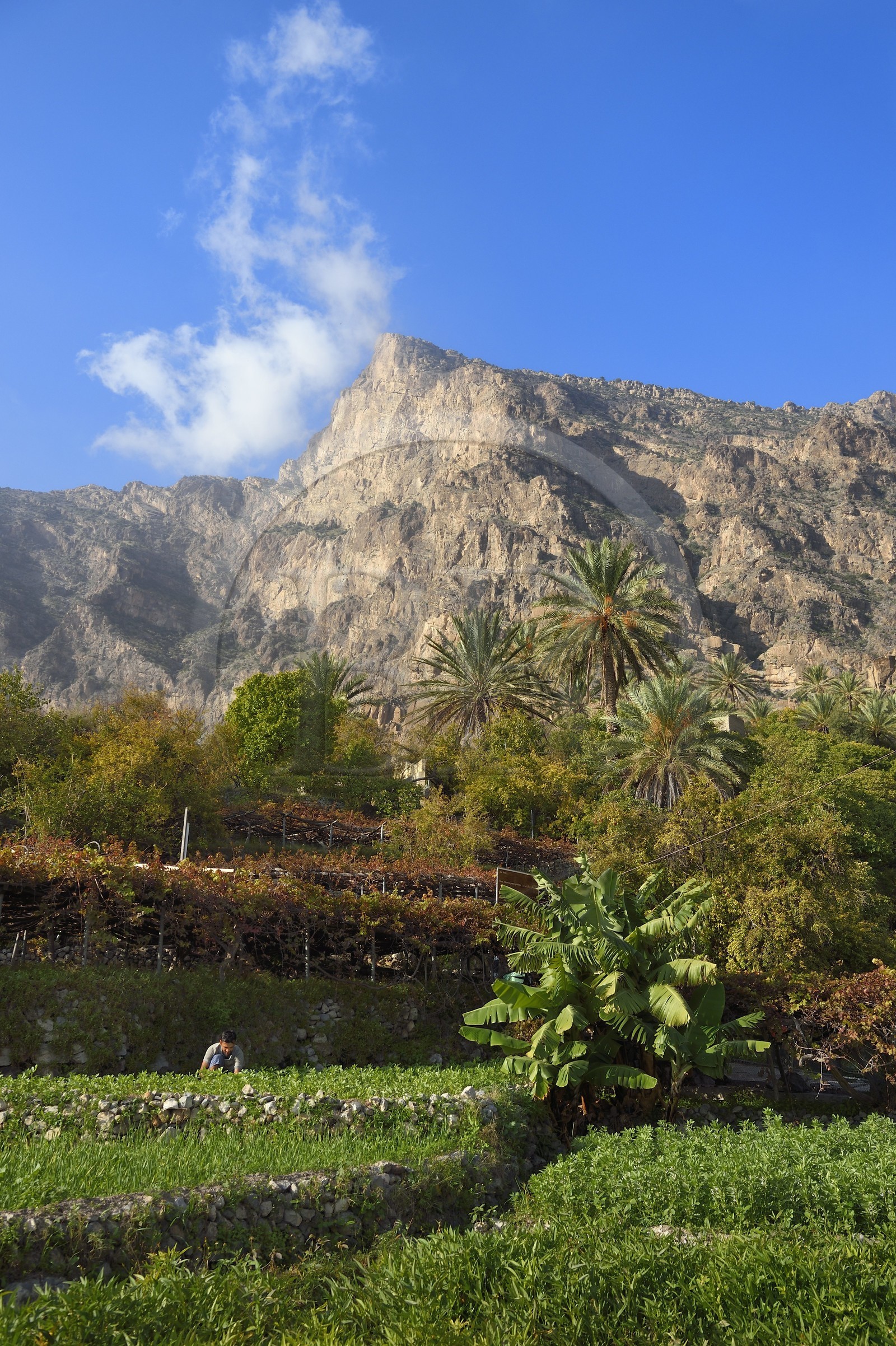 Sultanate of Oman, South Batinah Governorate, Western Hajar, Wadi Mistall, Wakan (Wukan) village, terrace cultivation above the village of Wakan (Wukan) and the top of Qarn Wukan (2501m) in the background, fields of beans and lentils