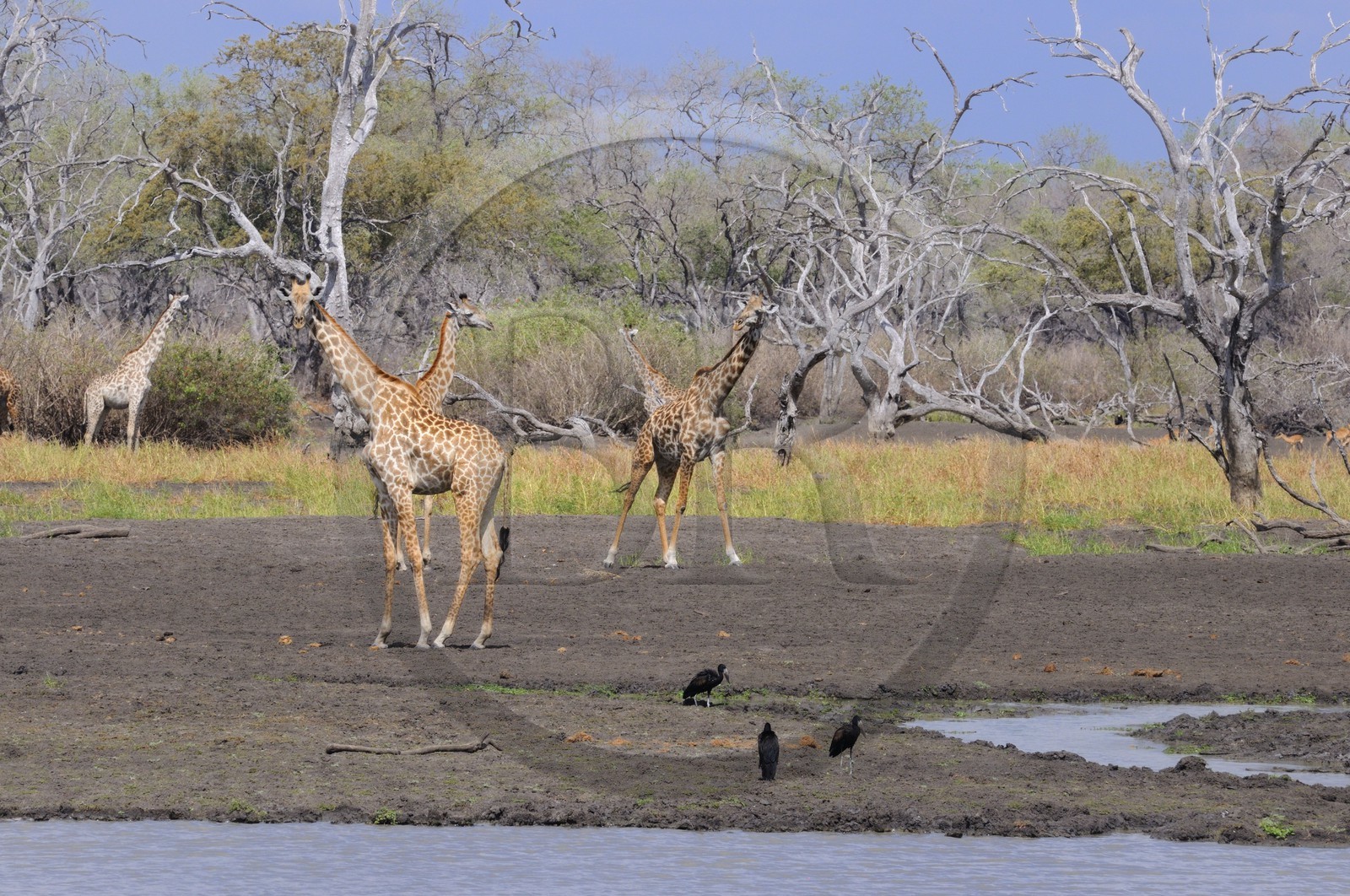 Tanzania, Selous Game Reserve is one of the largest fauna reserves of the world and designated a UNESCO World Heritage Site in 1982, giraffes (Giraffa camelopardalis) on the edge of the Rufiji River at dry season