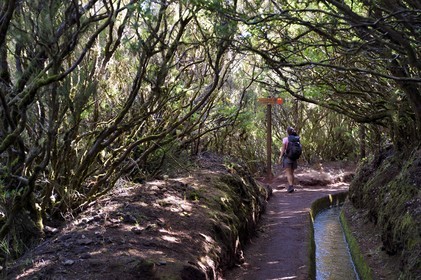 Portugal, Ile de Madère, randonnée dans La forêt de Rabaçal par la levada do Alecrim, un de ces innombrables canaux d'irrigation qui guident l’eau des hauts plateaux jusqu’aux terrasses cultivées du sud, bruyères arborescentes
