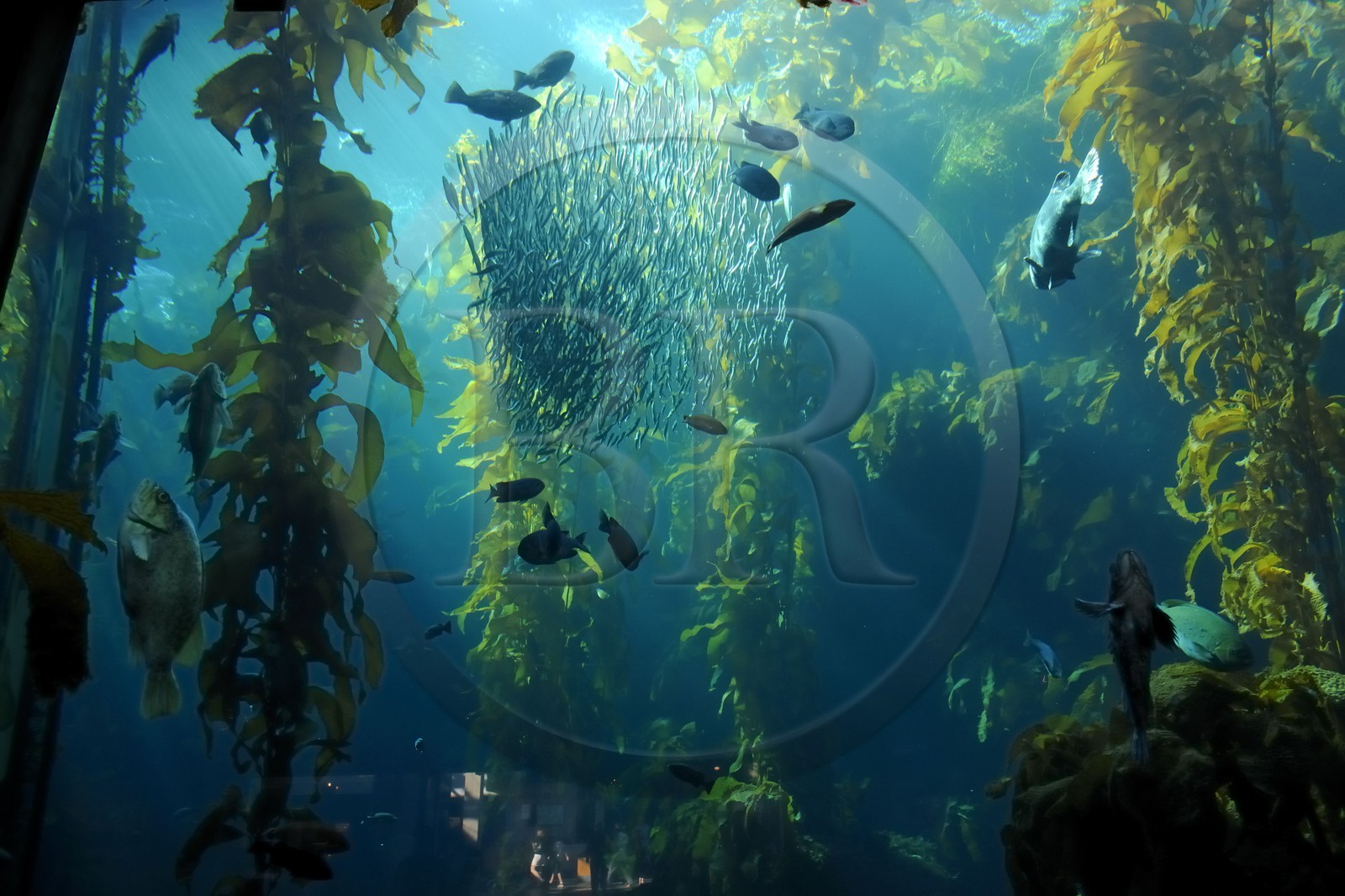 Etats-Unis, Californie, Monterey, le Monterey Bay Aquarium dans Cannery Row