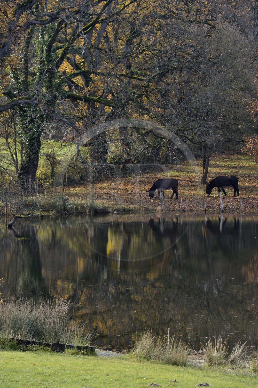 France, Indre (36), le Berry, parc naturel régional de la Brenne, Rosnay, ânes au bord d'un étang à Le Bouchet
