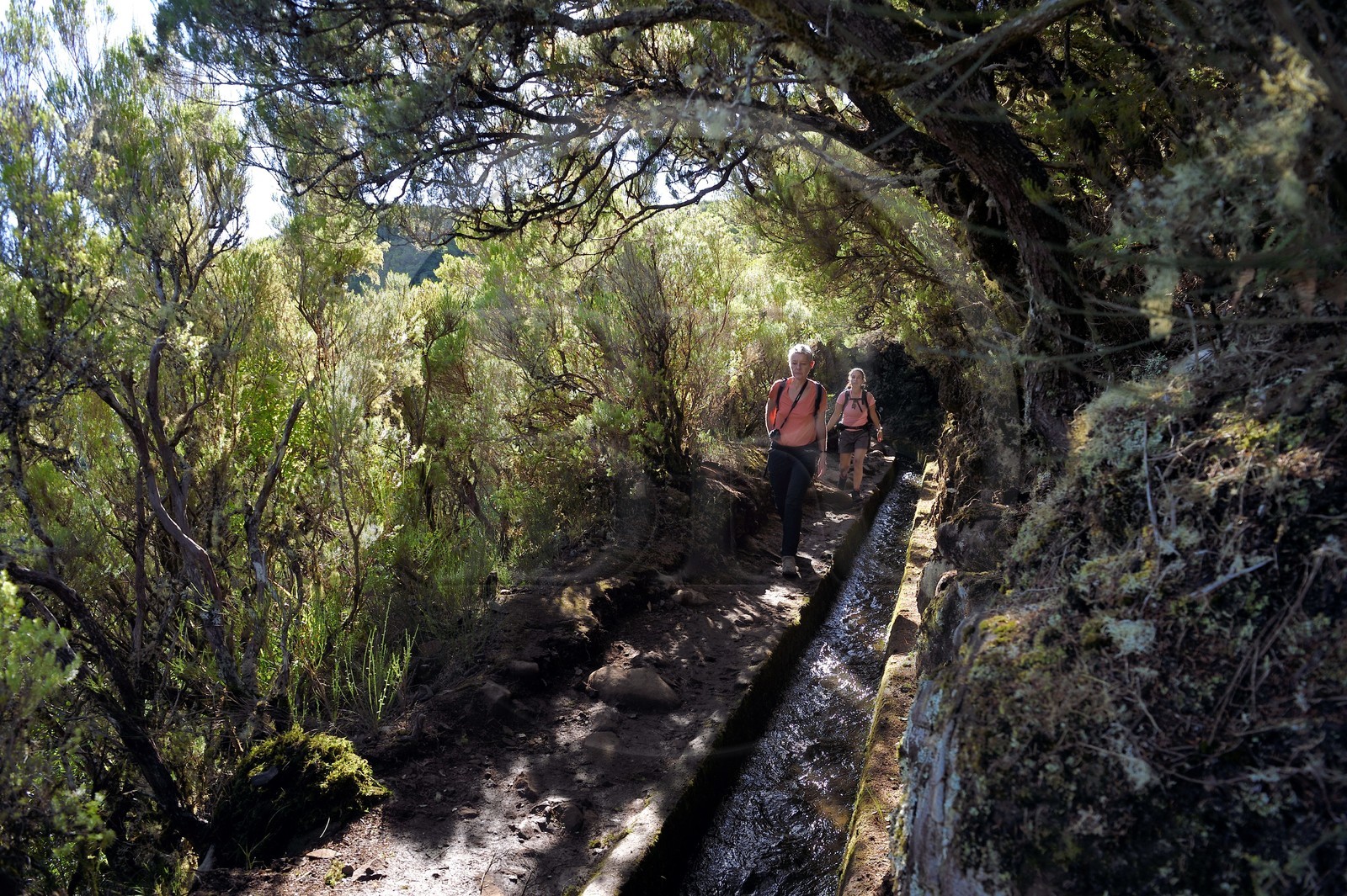 Portugal, Ile de Madère, randonnée dans La forêt de Rabaçal par la levada do Alecrim, un de ces innombrables canaux d'irrigation qui guident l’eau des hauts plateaux jusqu’aux terrasses cultivées du sud