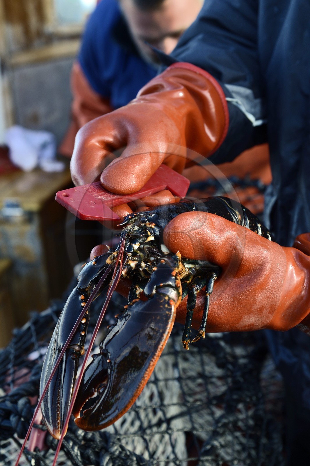 Suède, Västra Götaland, Iles Koster, sortie en mer pour récupérer les casiers à homards, vérification du calibrage