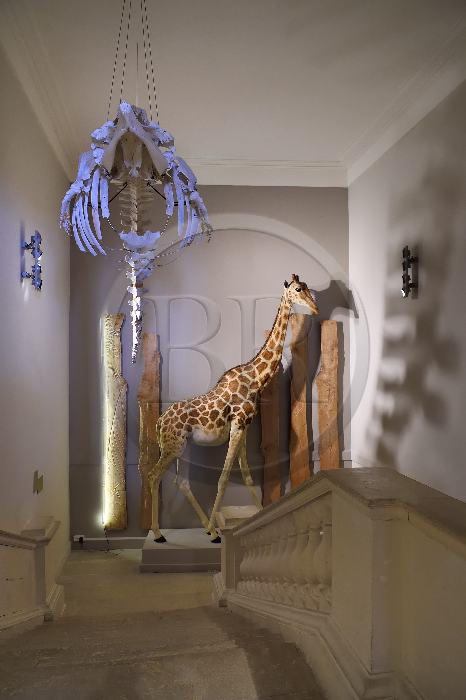 France, Charente-Maritime, La Rochelle, the Muséum d'histoire naturelle (natural history museum or museum Lafaille), the giraffe offered to Charles X by Mehemet Ali