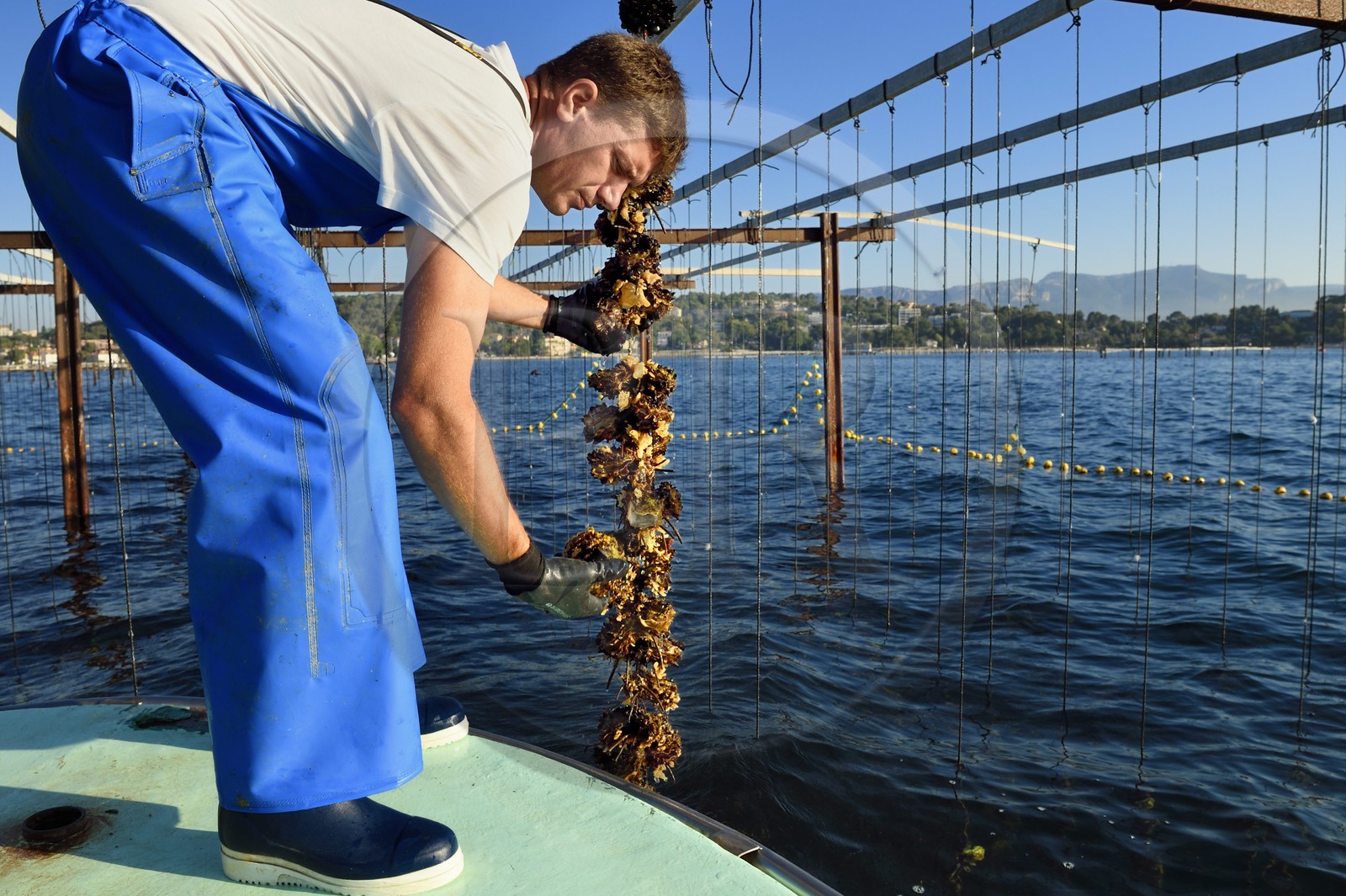 France, Var (83), La Seyne-sur-Mer, l'ostréiculteur Jean Christophe Giol dans la baie de Tamaris