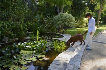 France, Alpes-Maritimes (06), Cannes, la villa La Californie où vécu Pablo Picasso, aujourd'hui renommé le Pavillon de Flore par Marina Picasso, Marina Picasso petite fille de Picasso en compagnie de ses chiens dans le jardin